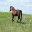 Greenback True Grit