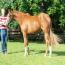 English Tack English Tack