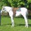 Top Notch Tack Top Notch Tack