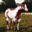 Special Clu/A Special Clu AQHA/APHA Special Clu/A Special Clu AQHA/APHA