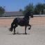 Friesian mare 3 years old Friesian mare 3 years old