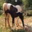 Black Beauty Black Beauty