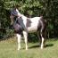 Lady -Mimi Lady -Mimi