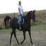 SH Midnite Cowboy