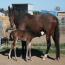 Drop Dead Gorgeous Mare-Shotgun's Baretta