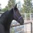 Look's Black Diamond Look's Black Diamond