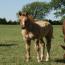 Not One Zippen Spot 2011 Colt Not One Zippen Spot 2011 Colt