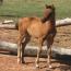 My Awesome Image 2011 Colt