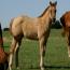 Zipecodes Satin Doll 2011 Filly Zipecodes Satin Doll 2011 Filly