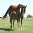Miss Tina Temon 2011 Colt Miss Tina Temon 2011 Colt