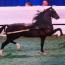Regal's Sensation LF Regal's Sensation LF