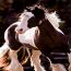 DaVinci- Gypsy Vanner DaVinci- Gypsy Vanner