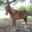 Canela Canela