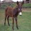 Astro Astro