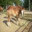 2011 Colt by RH MR Imprint 2011 Colt by RH MR Imprint