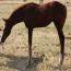 Cattie 2011colt Cattie 2011colt