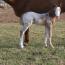 Pending 2011 colt Pending 2011 colt