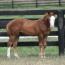 Moonlite Chex