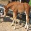 Peptorey X Daughter of Duals Blue Boon Peptorey X Daughter of Duals Blue Boon