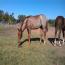 Peptorey X shine While Reining Peptorey X shine While Reining
