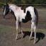 2011 Black & White Tobiano Colt 2011 Black & White Tobiano Colt