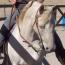 Regency Beholdapalehorse Regency Beholdapalehorse