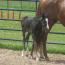09 AQHA Livin On Easy Street 09 AQHA Livin On Easy Street