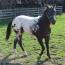 Ollie snow cap gelding Ollie snow cap gelding