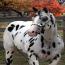 Reference Sire: Hi Tech Cowboy Reference Sire: Hi Tech Cowboy