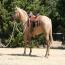 Blond Te Cowgirl Blond Te Cowgirl