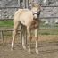 2010 Palomino Filly 2010 Palomino Filly