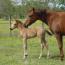2010 Buckskin Filly 2010 Buckskin Filly