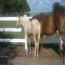 2011 Palomino Colt 2011 Palomino Colt