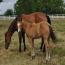 2011 Buckskin Filly 2011 Buckskin Filly