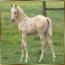 08 AQHA/APHA Palomino Colt 08 AQHA/APHA Palomino Colt
