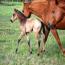 09 AQHA Buckskin Colt 09 AQHA Buckskin Colt