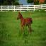 2010 Fair Assets Filly