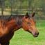 A Good Machine Yearling Filly