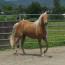 Blacksaddle Cameo Blacksaddle Cameo