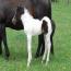 2011 Miss Rio Molly Filly