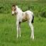 2011 QTs Honey Bun Filly