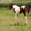 2011 Rio Darcey Filly