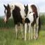 2011 Peek Of Blue Colt