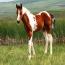 2011 Pistols Miss Freckles Filly