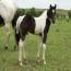 2011 Yonder Colt