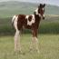 2011 Tru Lady Rebel Colt
