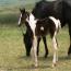 2011 Hawks Instant Smoke Filly