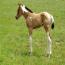 2011 Skip O Suzie Filly