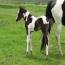 2011 Dream Bunny Verse Filly