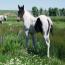 2011 Sienna Passion colt